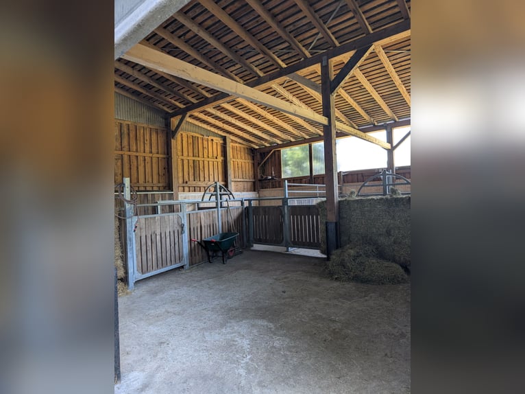 5 boxes pour chevaux, écurie entièrement neuve