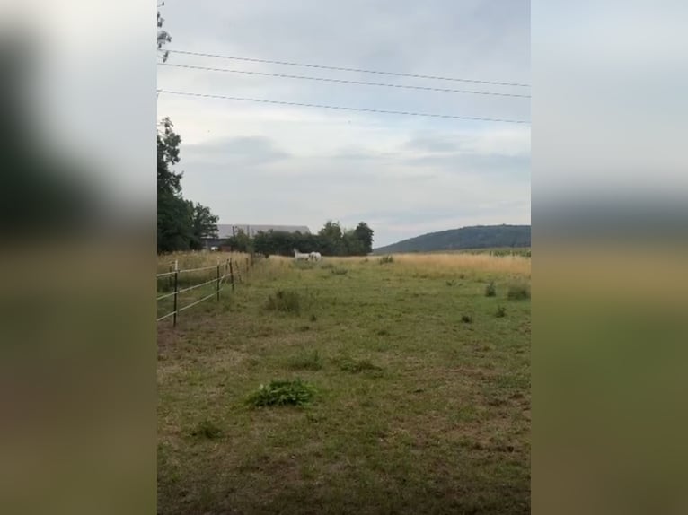 Außenboxen frei ab sofort 