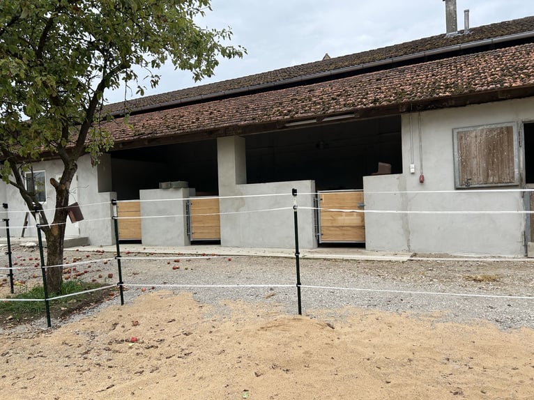 Außenboxen frei ab sofort 