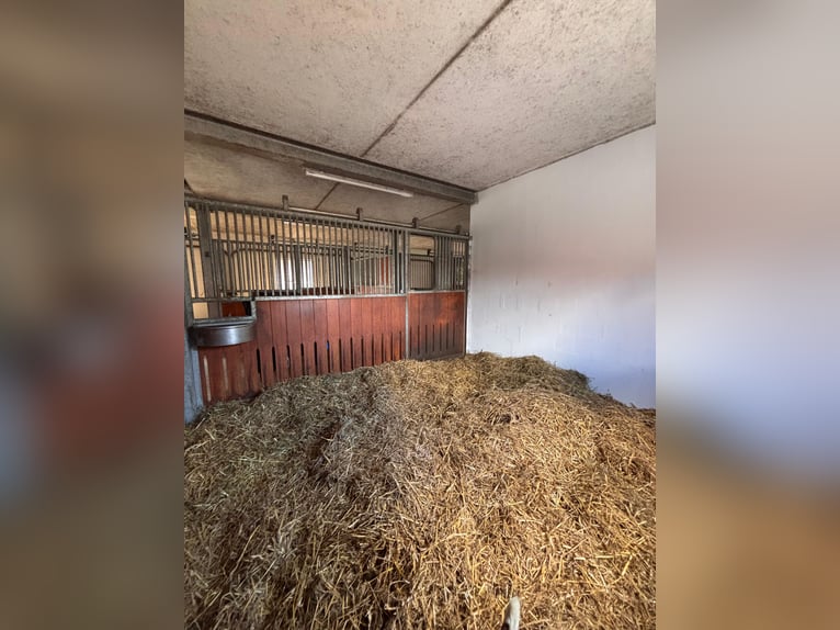 Box available – Full board – Riding facility – Boarding stable