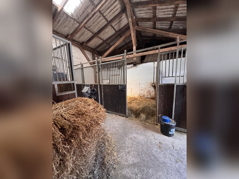 Box available – Full board – Riding facility – Boarding stable