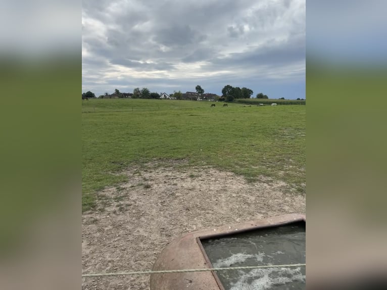 Box available – Full board – Riding facility – Boarding stable