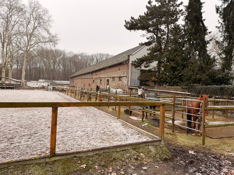 Box mit eigenem Paddock und Weide, zentrumnah