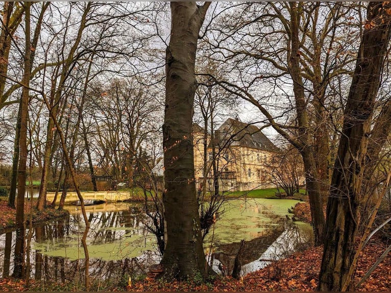 Box mit eigenem Paddock und Weide, zentrumnah