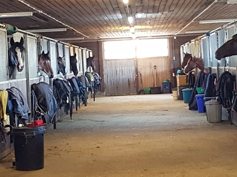 Boxe intérieure spacieuses disponibles (4x4 m) à partir de 400 € (pâture ou paddock quotidien jusqu’