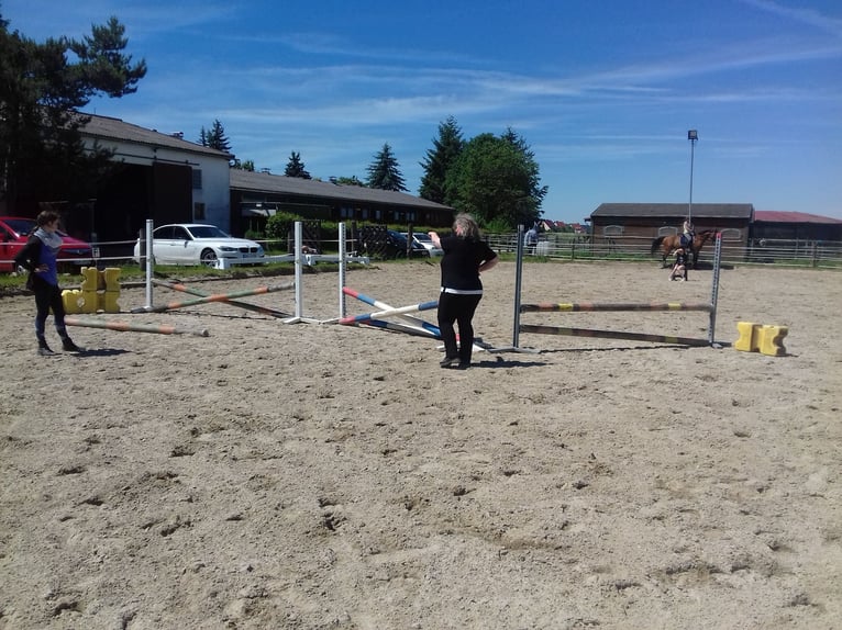 Boxe intérieure spacieuses disponibles (4x4 m) à partir de 400 € (pâture ou paddock quotidien jusqu’