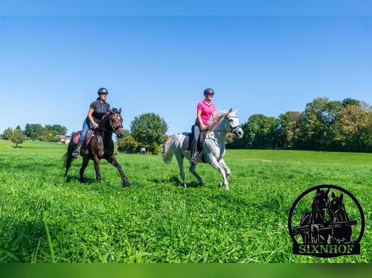 Boxe pour chevaux / Box dans un centre équestre / Écurie / Location de box