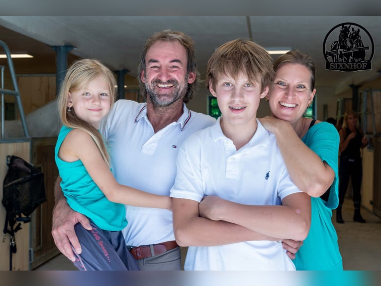 Boxe pour chevaux / Box dans un centre équestre / Écurie / Location de box