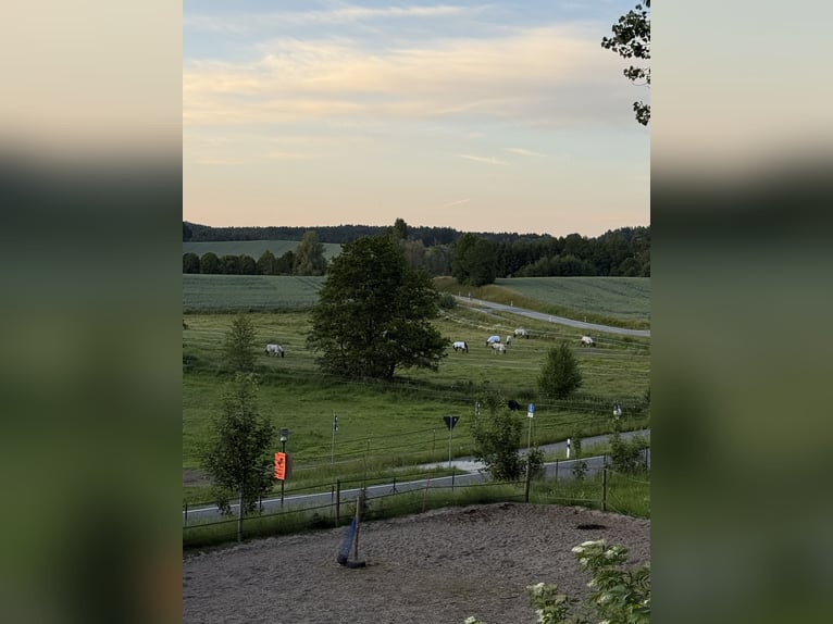 Boxen Einstellplätze frei
