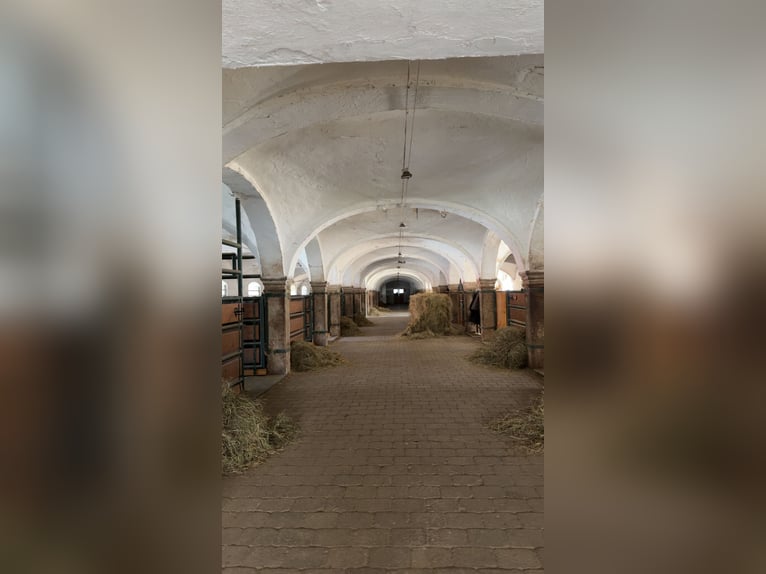 Boxen Einstellplätze frei