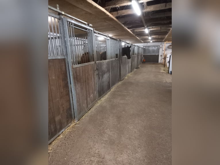 Boxen frei auf privater Reitanlage