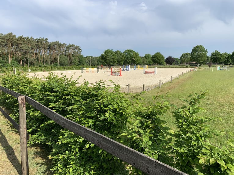 Boxen (-trakt) auf Top Sportanlage zu vermieten