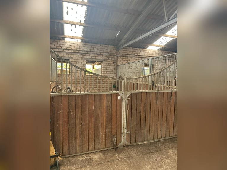 Boxes disponibles dans un joli élevage situé à Meerbusch-Nierst