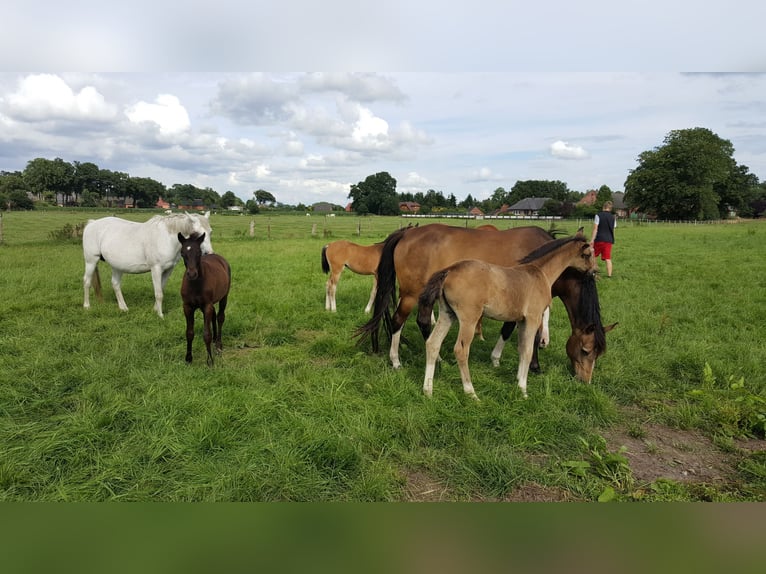Boxes disponibles pour chevaux au Braaklander Hof près de Neerstedt !