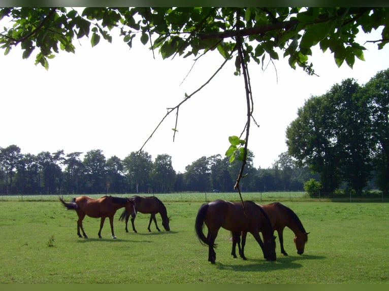 Boxes disponibles pour chevaux au Braaklander Hof près de Neerstedt !