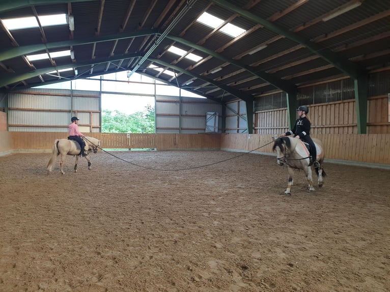 Boxes disponibles pour chevaux au Braaklander Hof près de Neerstedt !