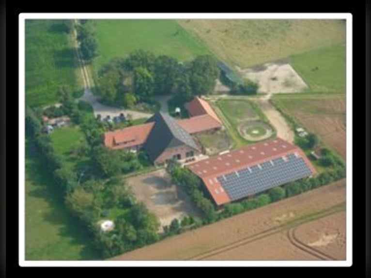 Boxes disponibles pour chevaux au Braaklander Hof près de Neerstedt !
