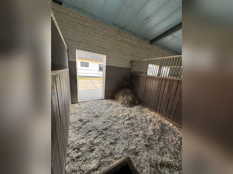 Boxes / paddock boxes available