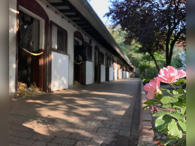 Écurie de dressage en plein cœur de Francfort, box et manège avec une entraîneuse de premier ordre