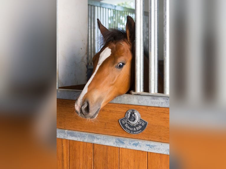 Élevage Birkenhof - Boxes disponibles - écurie adaptée aux besoins des chevaux & reprise professionn