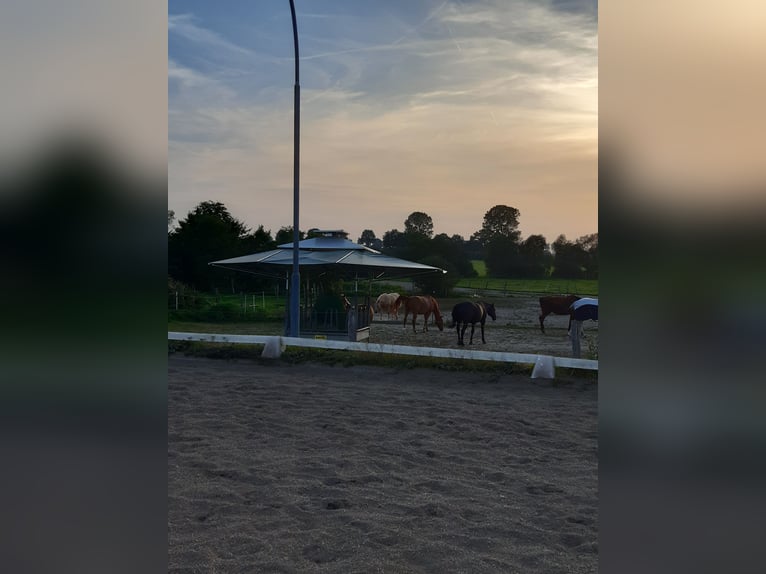 gr.Boxen sowie Stalltrakt frei