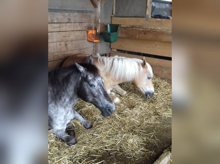 Große Innenboxen frei (4x4m) ab € 390,- /€400,- (tägl. Koppel bzw. Paddock bis zu 8 Std./Tag) 