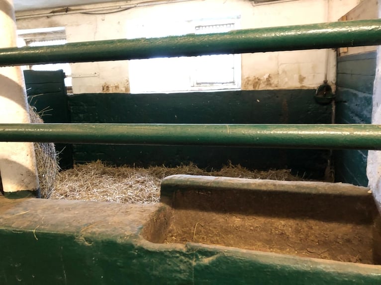 🔥 L'ENDROIT OÙ VOTRE CHEVAL PEUT TROUVER LA PAIX – PAS JUSTE UN ABRI. 🔥