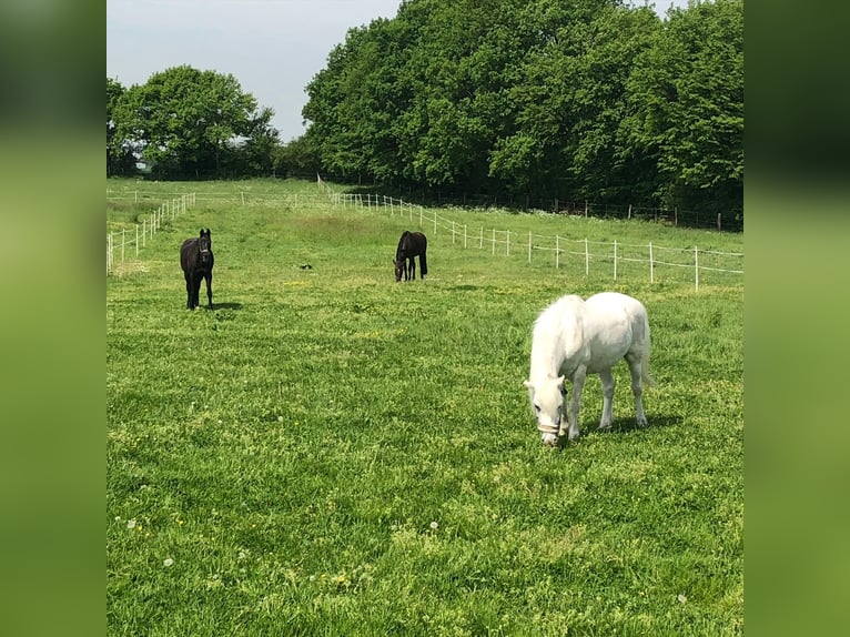 🔥 L'ENDROIT OÙ VOTRE CHEVAL PEUT TROUVER LA PAIX – PAS JUSTE UN ABRI. 🔥