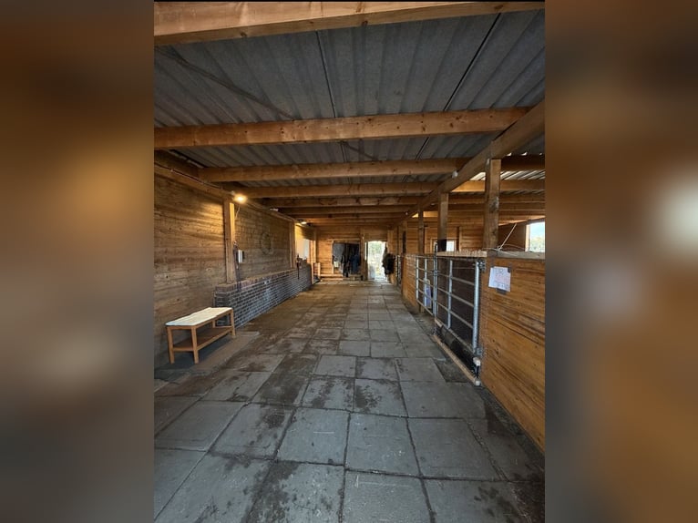 Nous proposons deux boxes et un paddock extérieur.