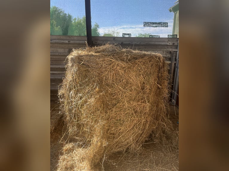 Nouvelles boxes pour chevaux avec un long couloir d'herbage/paddock et foin disponible 24h/24 et 7j/
