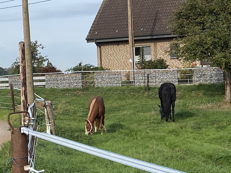 Nouvelles boxes pour chevaux avec un long couloir d'herbage/paddock et foin disponible 24h/24 et 7j/
