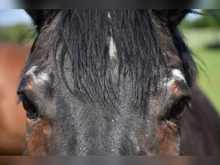 Pension pour chevaux de compétition âgés avec pension complète
