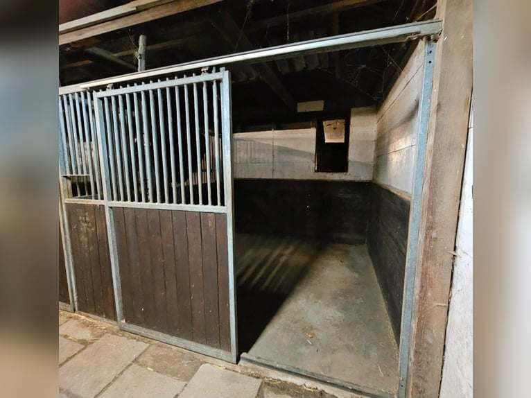 Pferdebox mit Außenfenster