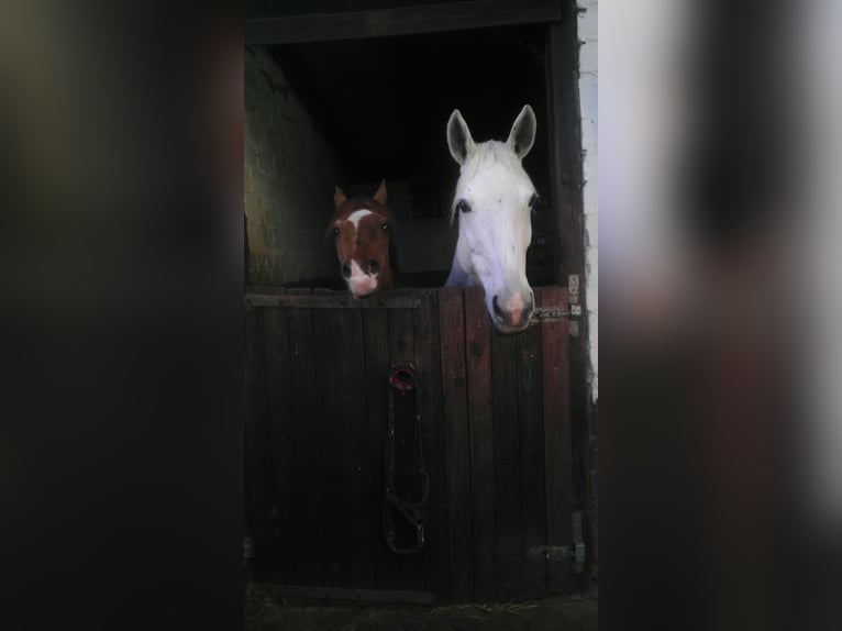 Pferdeboxen direkt am Wald
