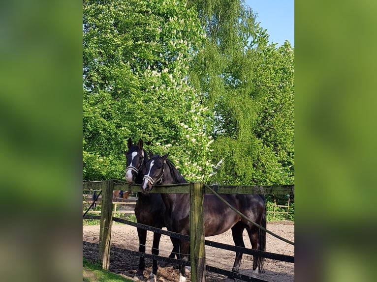 Pferdeboxen direkt am Wald