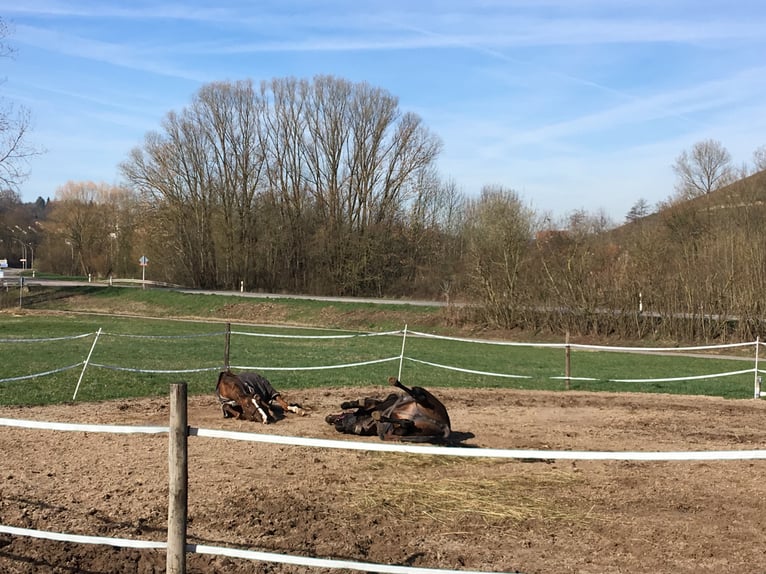 Pferdehotel mit Vollpension 