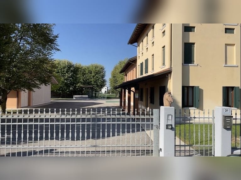 Place de pension dans un élevage sportif de haut niveau disponible