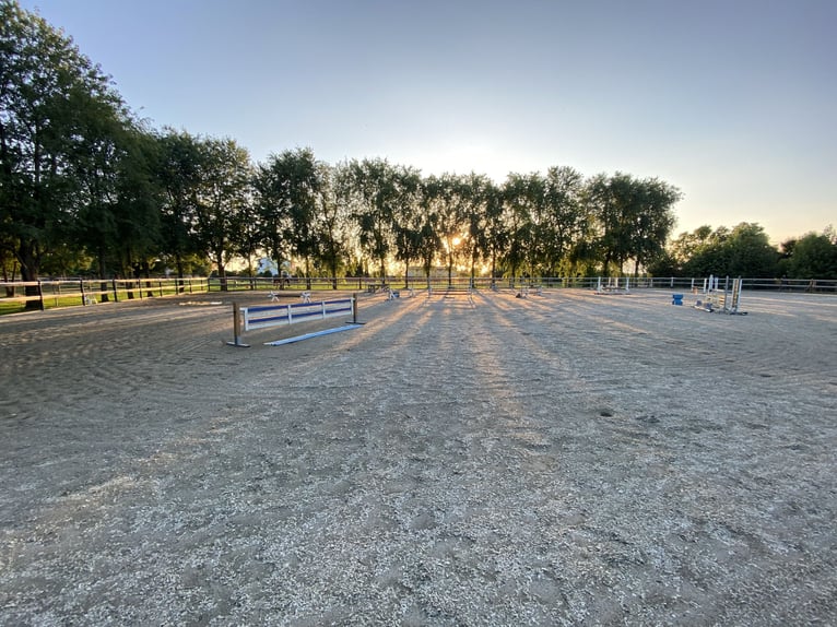 Place de pension dans un élevage sportif de haut niveau disponible