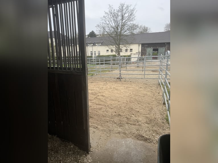 Places de box disponibles – Écurie calme et verdoyante avec paddocks 🌿 Le mois de mai apporte du re