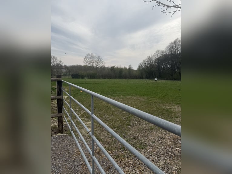 Places de box disponibles – Écurie calme et verdoyante avec paddocks 🌿 Le mois de mai apporte du re