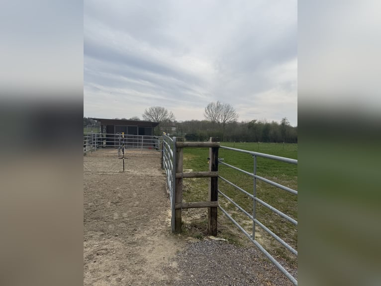 Places de box disponibles – Écurie calme et verdoyante avec paddocks 🌿 Le mois de mai apporte du re