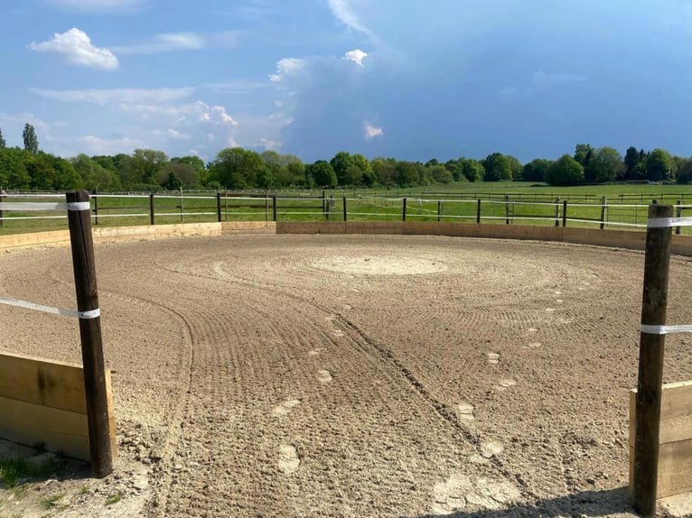 Places de box disponibles – Écurie calme et verdoyante avec paddocks 🌿 Le mois de mai apporte du re