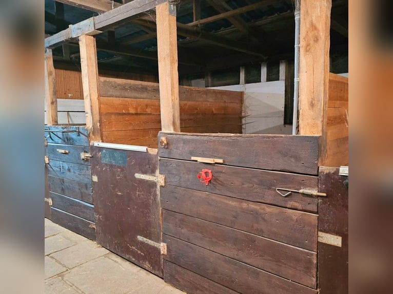 Ponybox mit Außenfenster