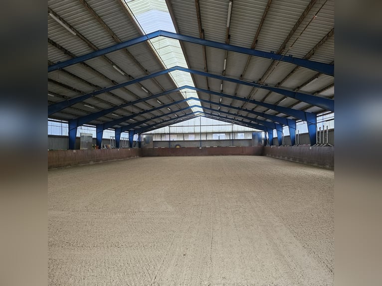 Ponybox mit Außenfenster