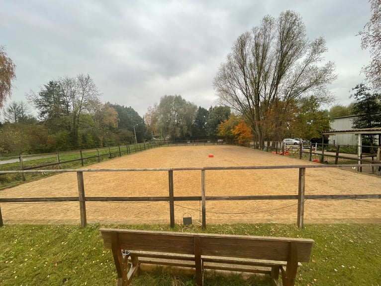 Ponybox mit Außenfenster