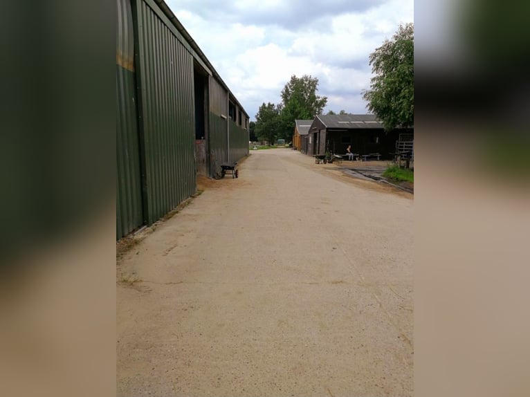Ponybox mit Außenfenster
