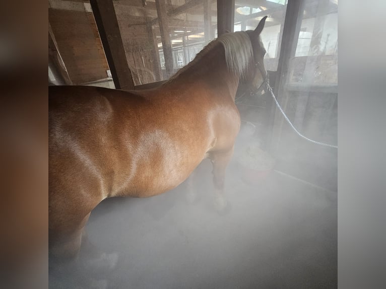 Ponybox mit Außenfenster