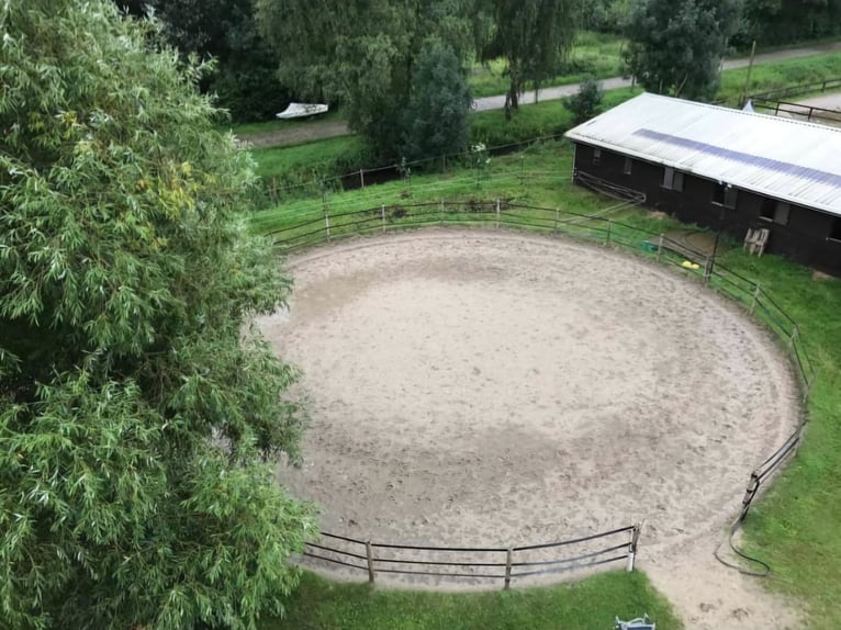 Ponybox mit Außenfenster