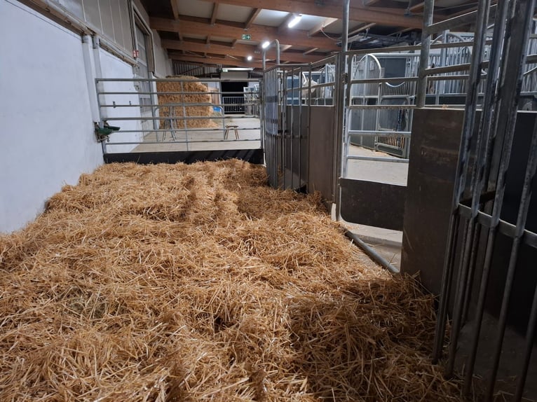 Shettys gesucht - Chaos auf kurzen Beinen willkommen! 