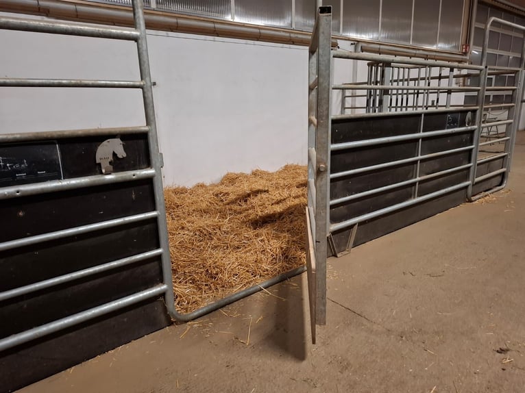 Shettys gesucht - Chaos auf kurzen Beinen willkommen! 